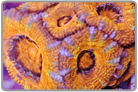 Orange and PUrple AcanLord